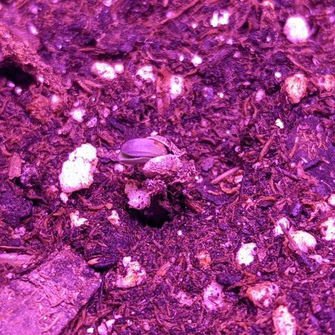 Girl Scout Cookies growlog timeline photo