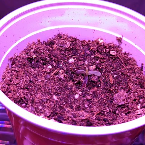 Girl Scout Cookies growlog timeline photo