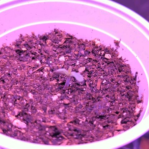 Girl Scout Cookies growlog timeline photo