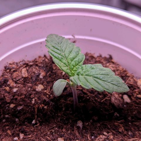 Girl Scout Cookies growlog photo: I switched from cheap blurples to California Lightworks' SolarExtrme 500. :)