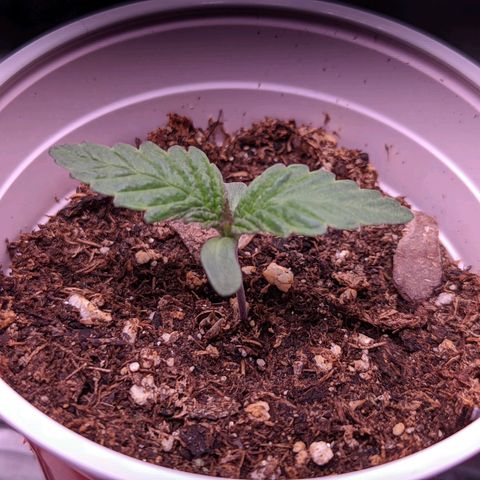 Girl Scout Cookies growlog photo: I switched from cheap blurples to California Lightworks' SolarExtrme 500. :)