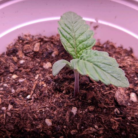 Girl Scout Cookies growlog photo: I switched from cheap blurples to California Lightworks' SolarExtrme 500. :)