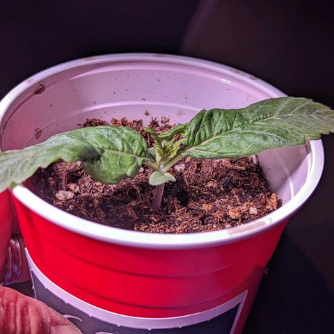 Girl Scout Cookies growlog timeline photo