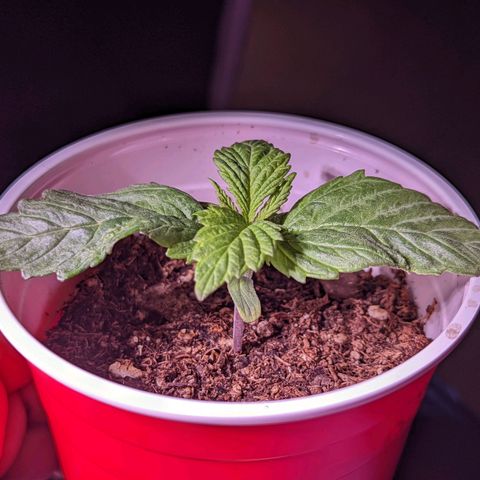 Girl Scout Cookies growlog timeline photo