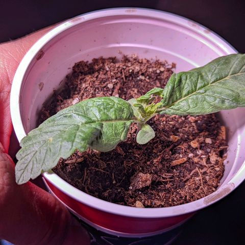 Girl Scout Cookies growlog timeline photo