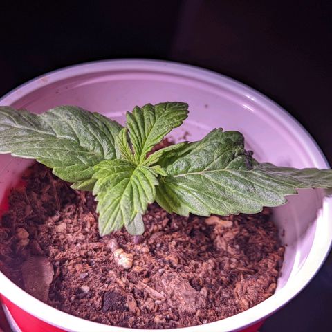 Girl Scout Cookies growlog timeline photo