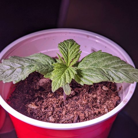 Girl Scout Cookies growlog timeline photo
