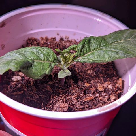 Girl Scout Cookies growlog timeline photo