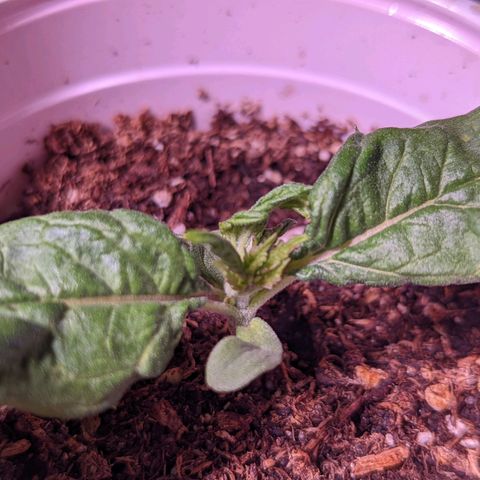 Girl Scout Cookies growlog timeline photo
