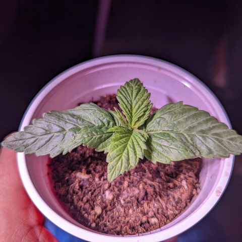 Girl Scout Cookies growlog timeline photo