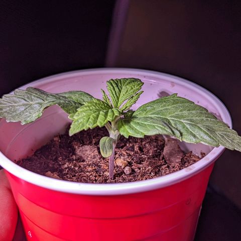 Girl Scout Cookies growlog timeline photo