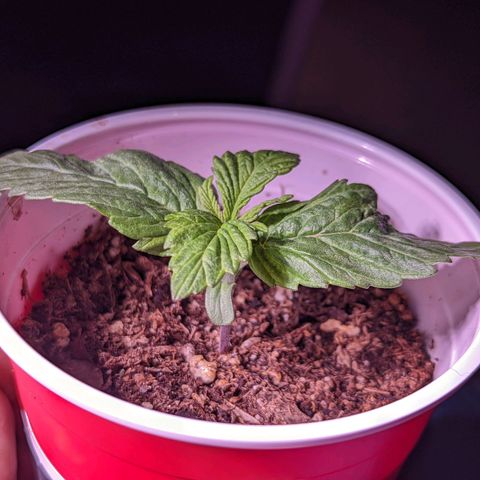Girl Scout Cookies growlog timeline photo