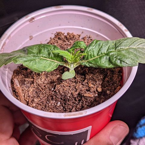 Girl Scout Cookies growlog photo: Nice growth on one. Two is looking a bit funky. Normal?