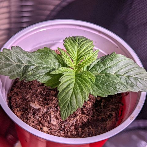 Girl Scout Cookies growlog photo: Nice growth on one. Two is looking a bit funky. Normal?