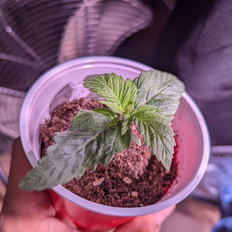 Girl Scout Cookies growlog photo: Nice growth on one. Two is looking a bit funky. Normal?