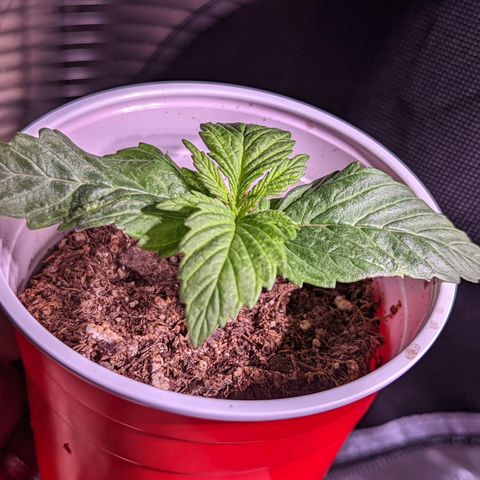 Girl Scout Cookies growlog photo: Nice growth on one. Two is looking a bit funky. Normal?