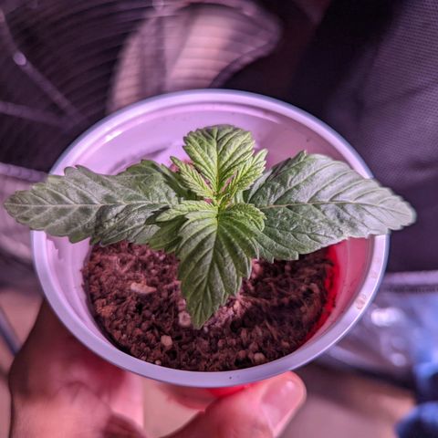 Girl Scout Cookies growlog photo: Nice growth on one. Two is looking a bit funky. Normal?