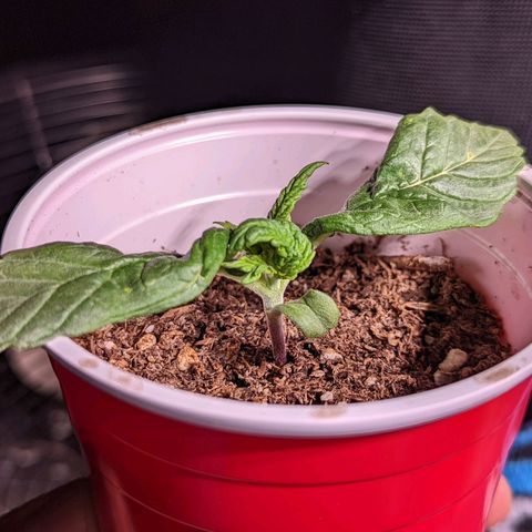 Girl Scout Cookies growlog photo: Nice growth on one. Two is looking a bit funky. Normal?