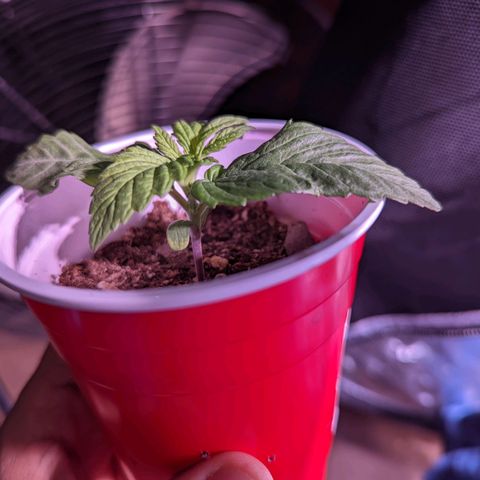 Girl Scout Cookies growlog photo: Nice growth on one. Two is looking a bit funky. Normal?