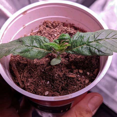 Girl Scout Cookies growlog photo: Nice growth on one. Two is looking a bit funky. Normal?