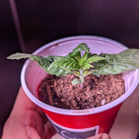 Girl Scout Cookies growlog photo: Merry Christmas 🎄!