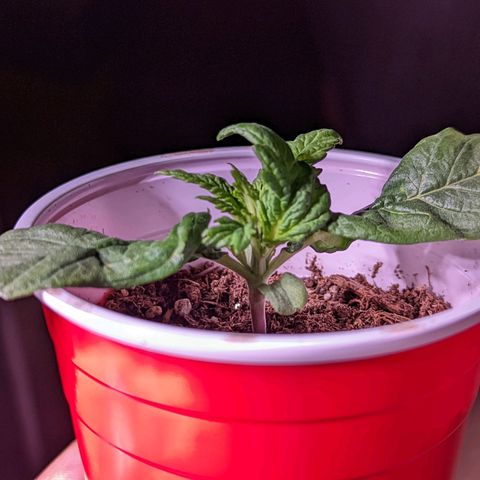 Girl Scout Cookies growlog photo: Merry Christmas 🎄!