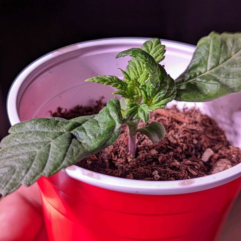 Girl Scout Cookies growlog photo: Merry Christmas 🎄!