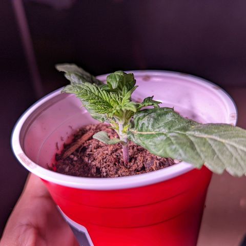 Girl Scout Cookies growlog photo: Merry Christmas 🎄!