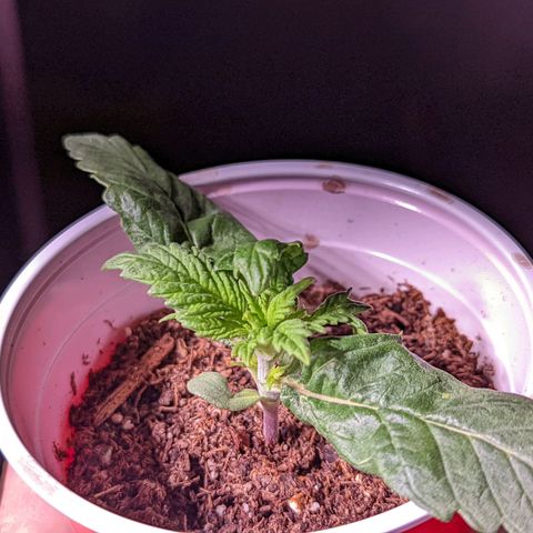 Girl Scout Cookies growlog photo: Merry Christmas 🎄!