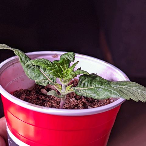 Girl Scout Cookies growlog photo: Merry Christmas 🎄!
