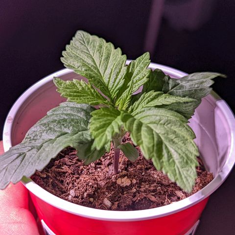 Girl Scout Cookies growlog timeline photo