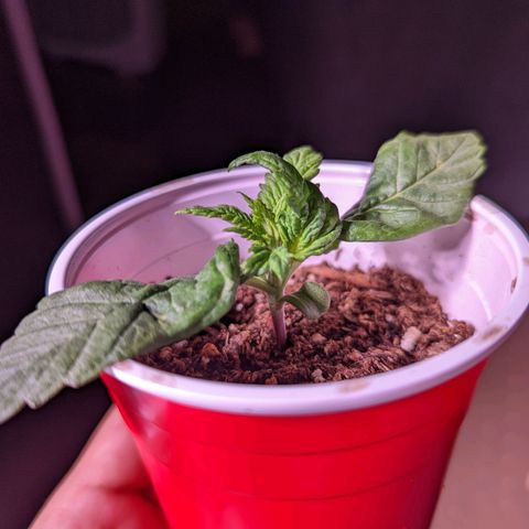 Girl Scout Cookies growlog photo: Merry Christmas 🎄!