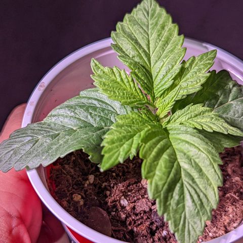 Girl Scout Cookies growlog timeline photo