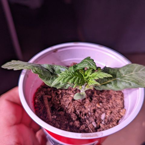 Girl Scout Cookies growlog photo: Merry Christmas 🎄!