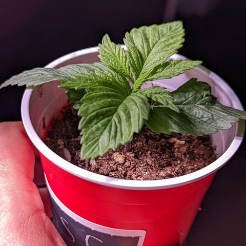 Girl Scout Cookies growlog photo: Merry Christmas 🎄!