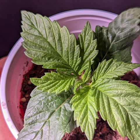 Girl Scout Cookies growlog timeline photo