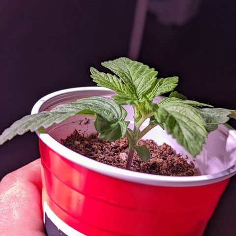 Girl Scout Cookies growlog timeline photo