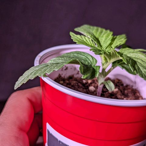 Girl Scout Cookies growlog timeline photo