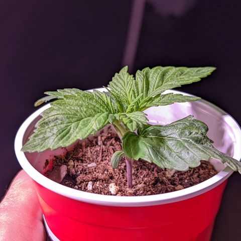 Girl Scout Cookies growlog photo: Merry Christmas 🎄!