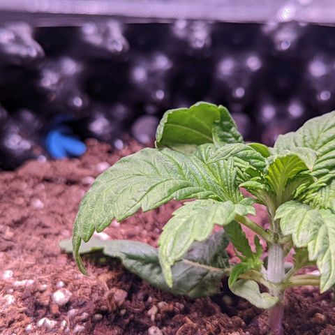 Girl Scout Cookies growlog timeline photo