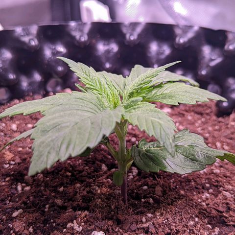 Girl Scout Cookies growlog timeline photo