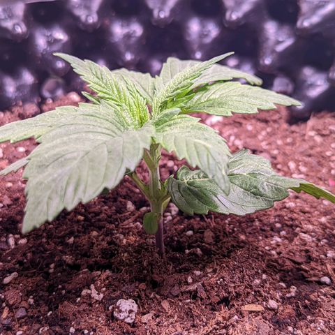 Girl Scout Cookies growlog timeline photo