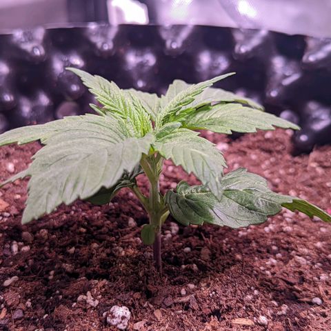 Girl Scout Cookies growlog timeline photo
