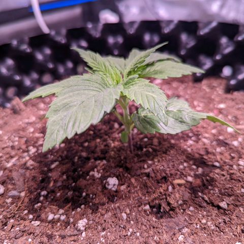 Girl Scout Cookies growlog timeline photo