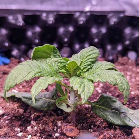 Girl Scout Cookies growlog timeline photo