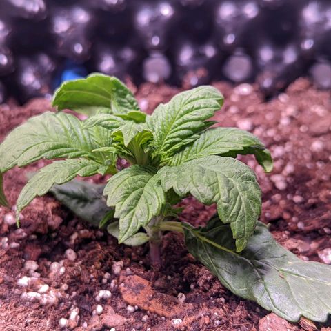 Girl Scout Cookies growlog timeline photo