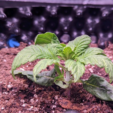 Girl Scout Cookies growlog timeline photo