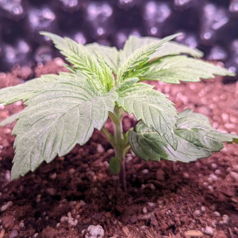 Girl Scout Cookies growlog timeline photo