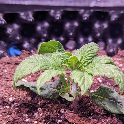 Girl Scout Cookies growlog timeline photo