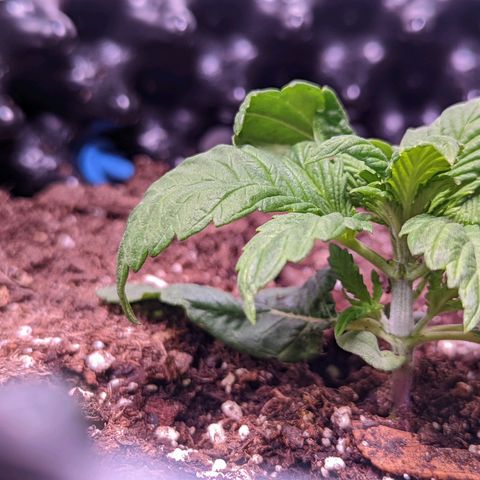 Girl Scout Cookies growlog timeline photo